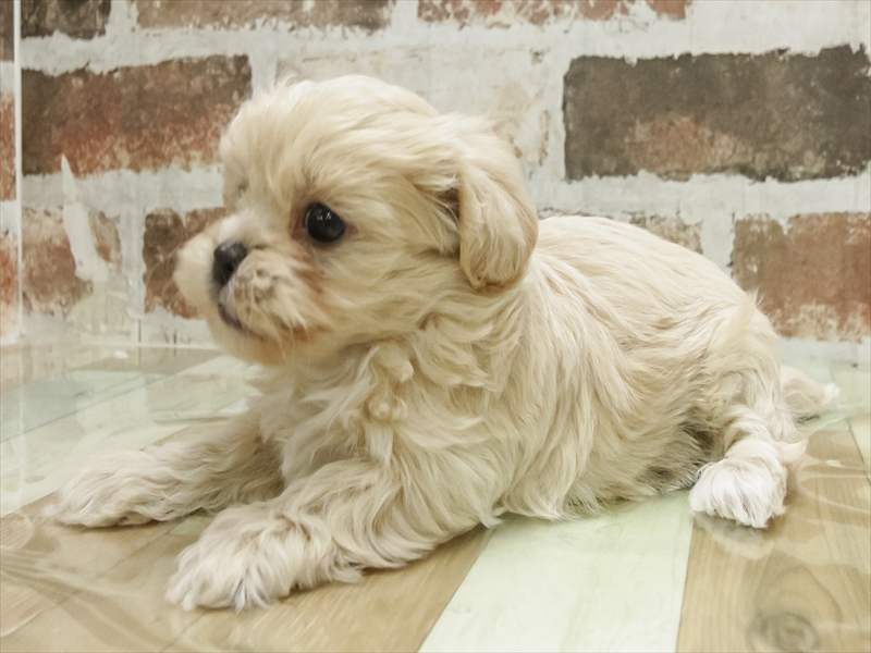 山口県のペキプー(ペキニーズ×プードル) (ワンラブゆめシティ店/2025年10月25日生まれ/女の子/アプリコット)の子犬の2枚目の画像