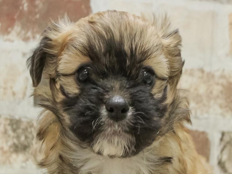 岐阜県のペキプー(ペキニーズ×プードル) (ワンラブイオンモール土岐店/2025年10月25日生まれ/女の子/レッド)の子犬の1枚目の画像