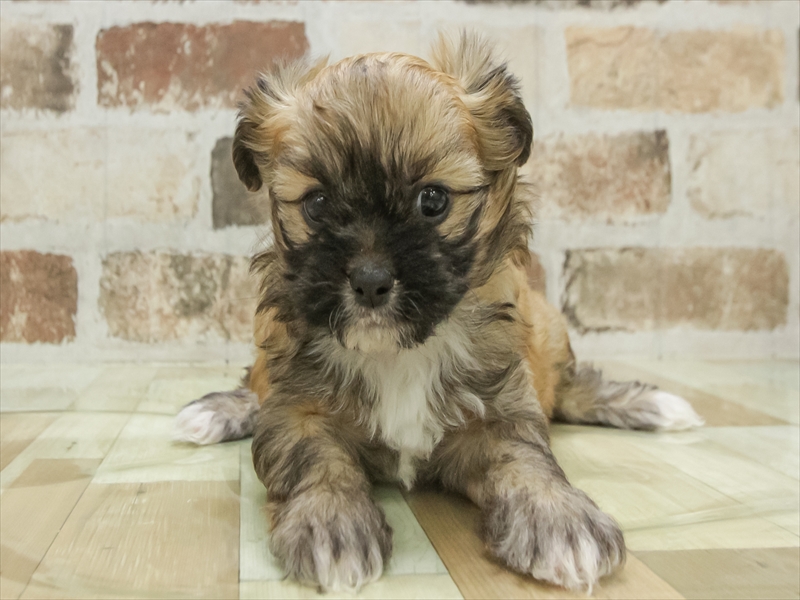 岐阜県のペキプー(ペキニーズ×プードル) (ワンラブイオンモール土岐店/2025年10月25日生まれ/女の子/レッド)の子犬の3枚目の画像