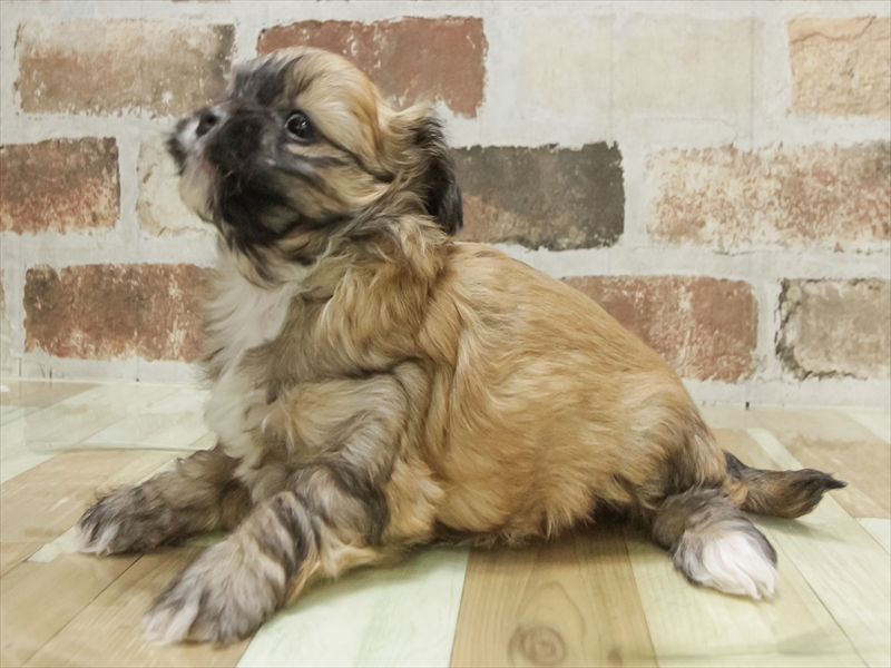 岐阜県のペキプー(ペキニーズ×プードル) (ワンラブイオンモール土岐店/2025年10月25日生まれ/女の子/レッド)の子犬の2枚目の画像