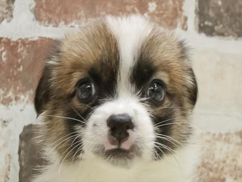 沖縄県のハーフ犬・ミックス犬 (ワンラブMEGA ドン・キホーテうるま店/2025年10月25日生まれ/男の子/セーブルホワイト)の子犬