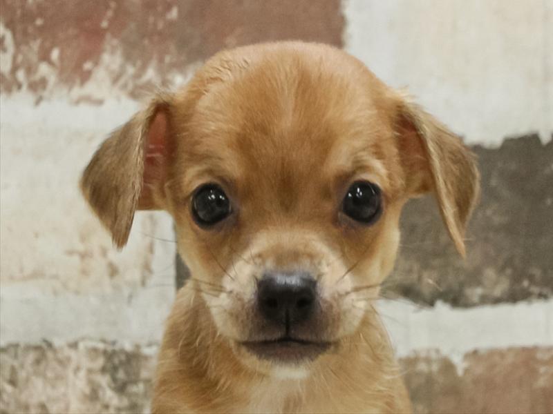 岡山県のハーフ犬・ミックス犬 (ワンラブアリオ倉敷店/2025年10月27日生まれ/男の子/レッド)の子犬の1枚目の画像