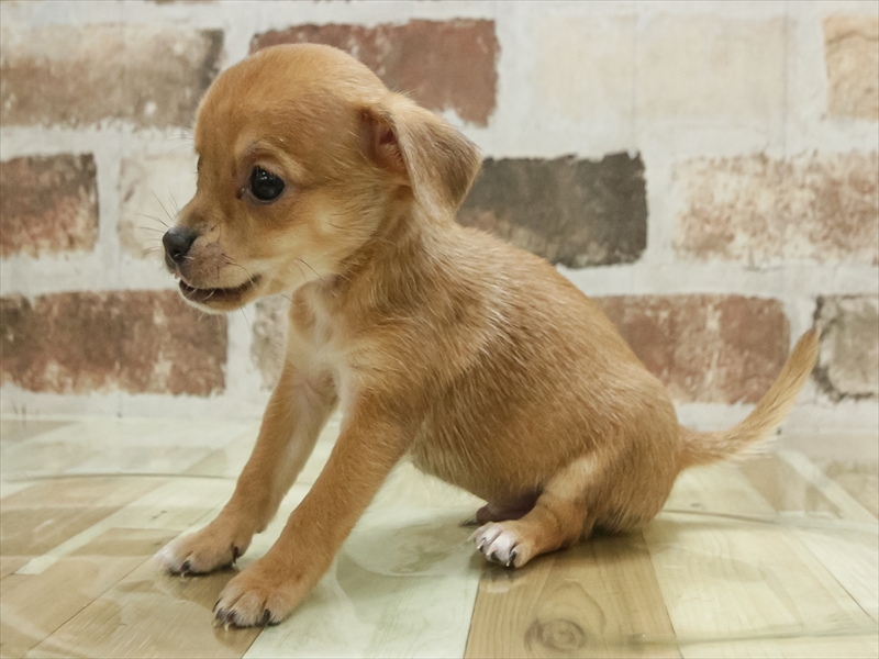 岡山県のハーフ犬・ミックス犬 (ワンラブアリオ倉敷店/2025年10月27日生まれ/男の子/レッド)の子犬の2枚目の画像