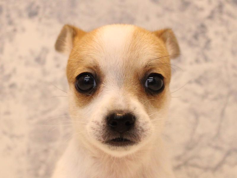 佐賀県のハーフ犬・ミックス犬 (ワンラブゆめタウン武雄店/2025年10月27日生まれ/女の子/レッドホワイト)の子犬の1枚目の画像