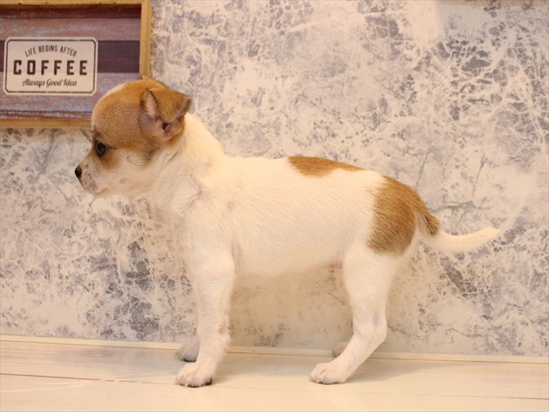 佐賀県のハーフ犬・ミックス犬 (ワンラブゆめタウン武雄店/2025年10月27日生まれ/女の子/レッドホワイト)の子犬の3枚目の画像