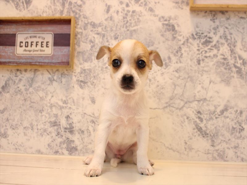 佐賀県のハーフ犬・ミックス犬 (ワンラブゆめタウン武雄店/2025年10月27日生まれ/女の子/レッドホワイト)の子犬の2枚目の画像