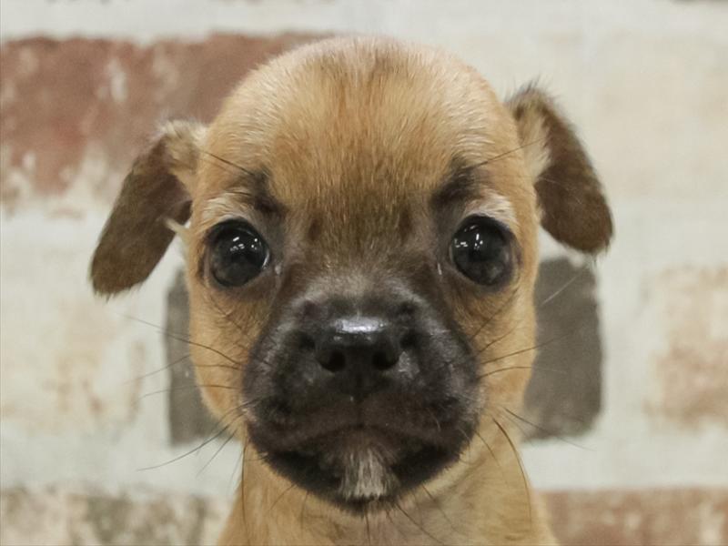 愛知県のハーフ犬・ミックス犬 (ワンラブカインズ名古屋守山店/2025年10月27日生まれ/女の子/レッド)の子犬