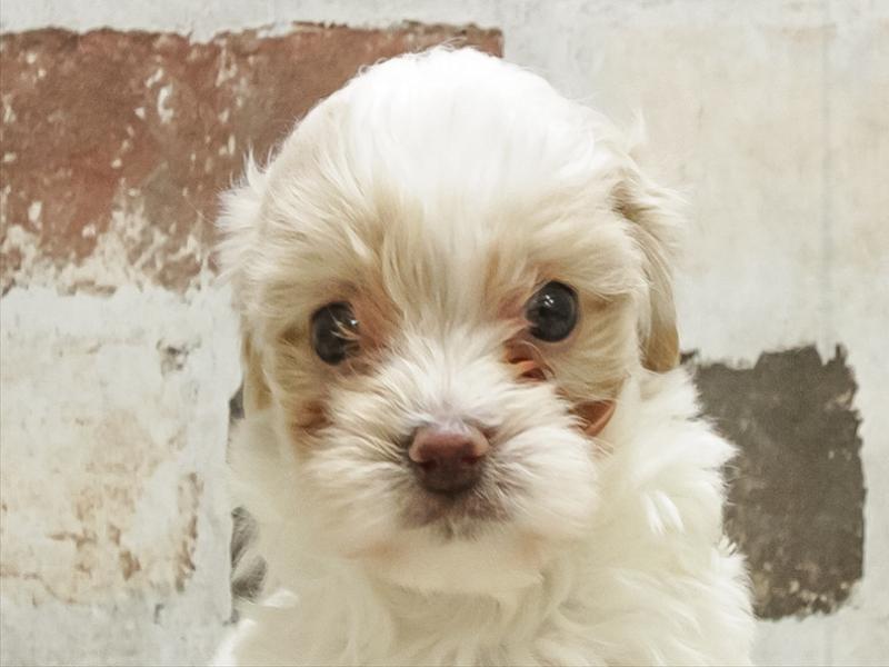 福井県のマルプー(マルチーズ×プードル) (ワンラブコメリパワー坂井店/2025年10月27日生まれ/女の子/ホワイトクリーム)の子犬の1枚目の画像