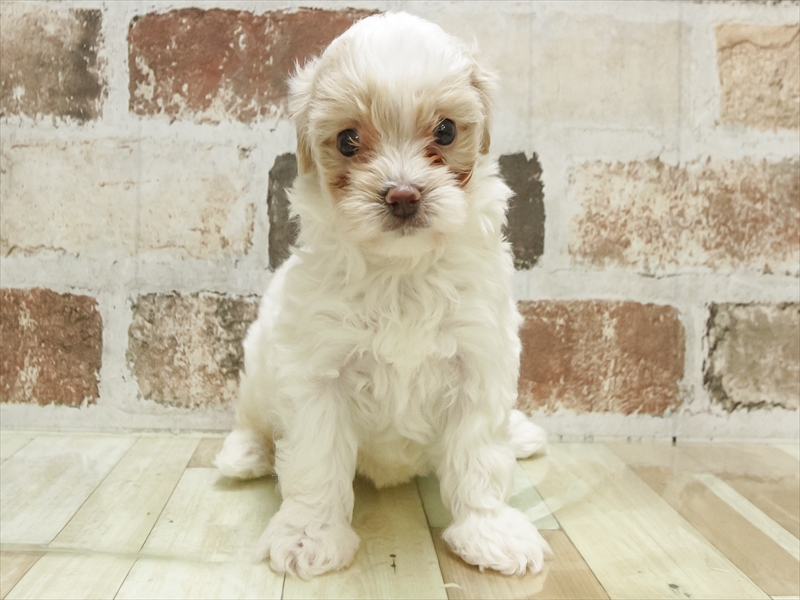 福井県のマルプー(マルチーズ×プードル) (ワンラブコメリパワー坂井店/2025年10月27日生まれ/女の子/ホワイトクリーム)の子犬の3枚目の画像