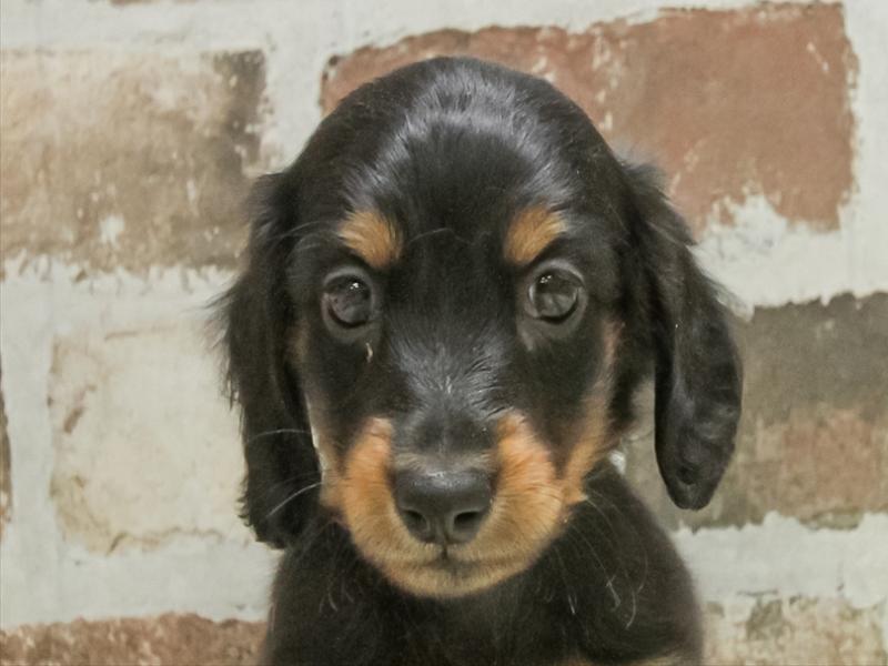 愛知県のミニチュアダックスフンド(ロング) (ワンラブカインズ名古屋当知店/2025年10月28日生まれ/男の子/ブラックタン)の子犬の1枚目の画像