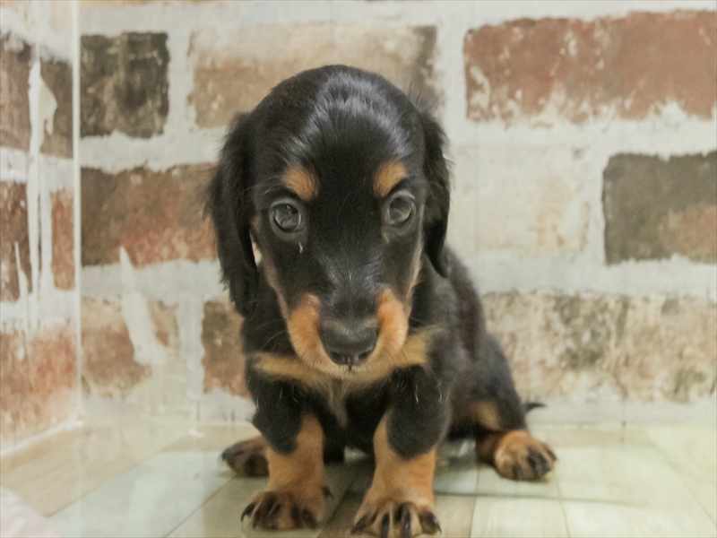 愛知県のミニチュアダックスフンド(ロング) (ワンラブカインズ名古屋当知店/2025年10月28日生まれ/男の子/ブラックタン)の子犬の3枚目の画像