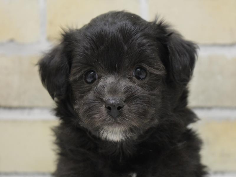 福岡県のポメプー(ポメラニアン×プードル) (ワンラブ福岡総本店/2025年10月26日生まれ/男の子/ブラック)の子犬の1枚目の画像