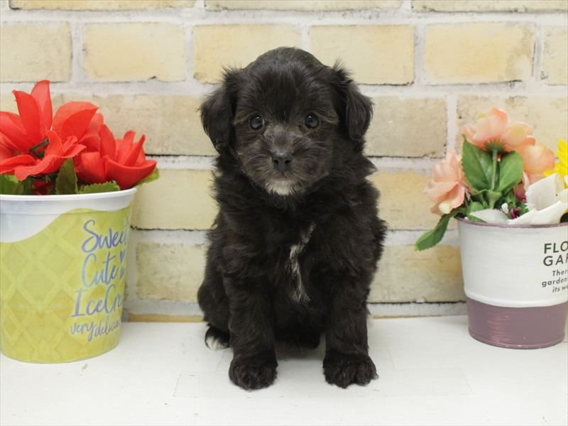 福岡県のポメプー(ポメラニアン×プードル) (ワンラブ福岡総本店/2025年10月26日生まれ/男の子/ブラック)の子犬の3枚目の画像