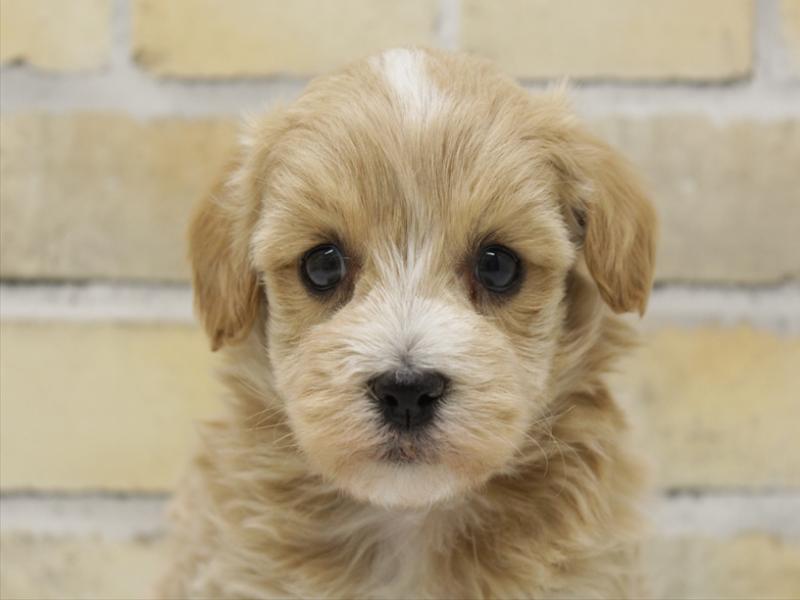 福岡県のマルプー(マルチーズ×プードル) (ワンラブ福岡総本店/2025年10月26日生まれ/男の子/アプリコット)の子犬の1枚目の画像