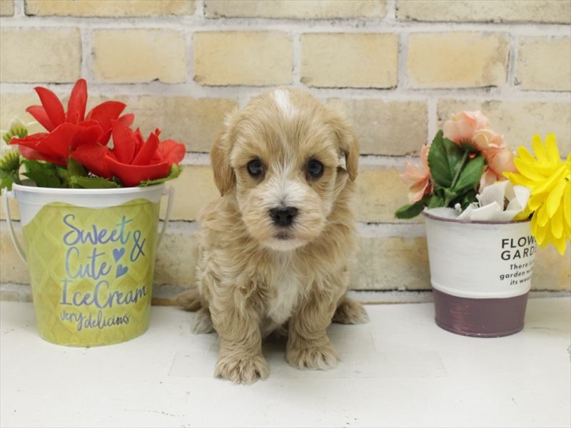 福岡県のマルプー(マルチーズ×プードル) (ワンラブ福岡総本店/2025年10月26日生まれ/男の子/アプリコット)の子犬の3枚目の画像