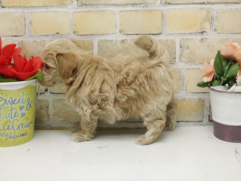 福岡県のマルプー(マルチーズ×プードル) (ワンラブ福岡総本店/2025年10月26日生まれ/男の子/アプリコット)の子犬の2枚目の画像