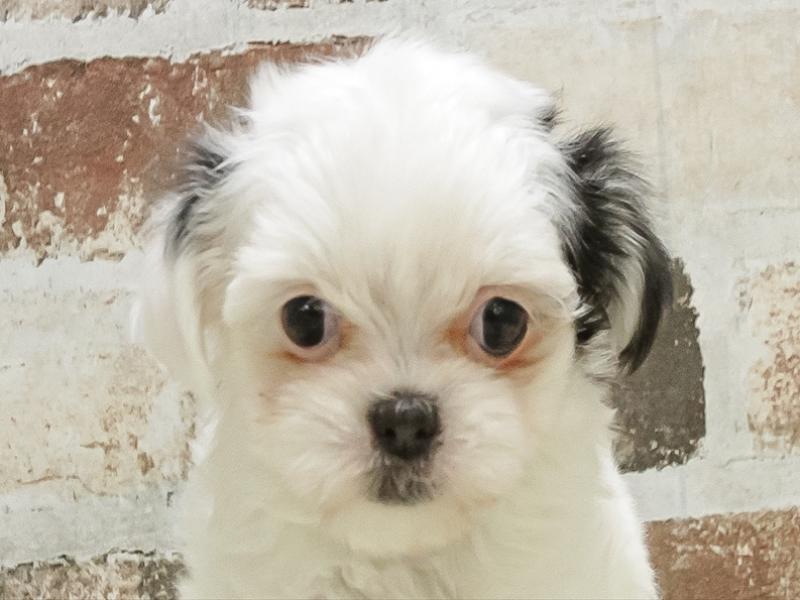 奈良県のチワマル/マルチワ(チワワ×マルチーズ) (ワンラブミ・ナーラ奈良店/2025年10月26日生まれ/女の子/パーティーカラー)の子犬の1枚目の画像