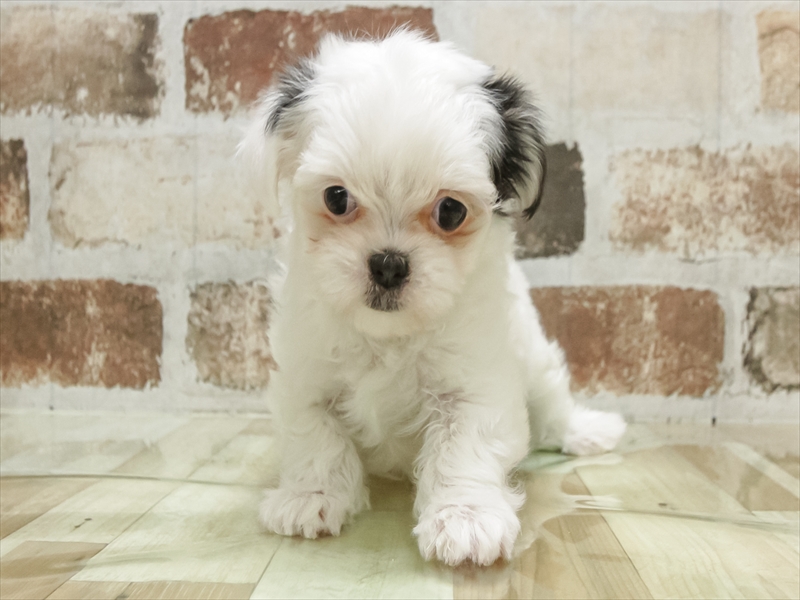 奈良県のチワマル/マルチワ(チワワ×マルチーズ) (ワンラブミ・ナーラ奈良店/2025年10月26日生まれ/女の子/パーティーカラー)の子犬の3枚目の画像