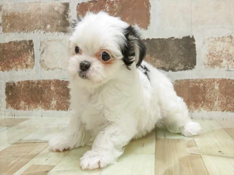 奈良県のチワマル/マルチワ(チワワ×マルチーズ) (ワンラブミ・ナーラ奈良店/2025年10月26日生まれ/女の子/パーティーカラー)の子犬の2枚目の画像