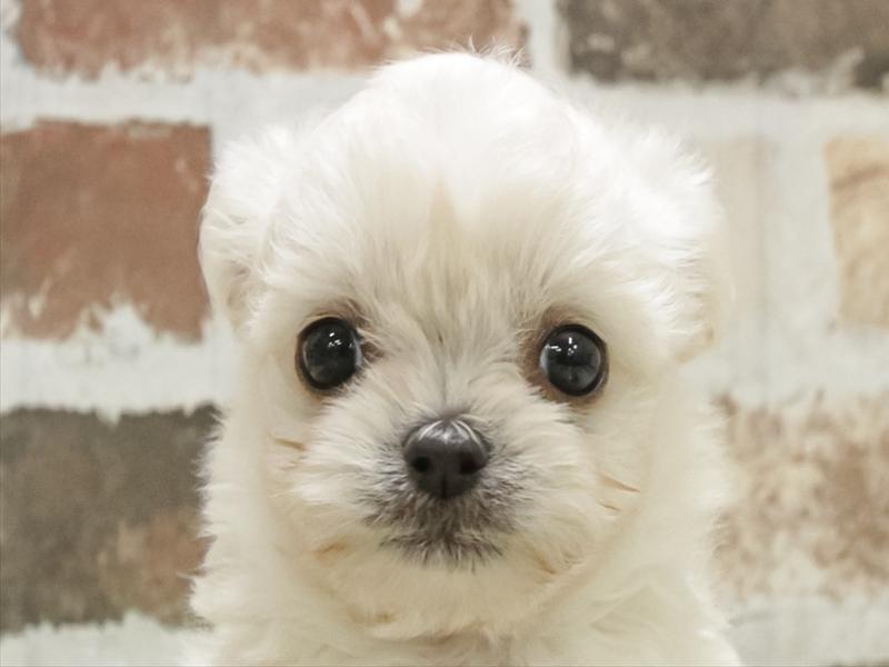 長崎県のチワペキ/ペキチー/ペキチワ(チワワ×ペキニーズ) (ワンラブイオンタウン長崎長与店/2025年10月28日生まれ/男の子/ホワイトクリーム)の子犬の1枚目の画像