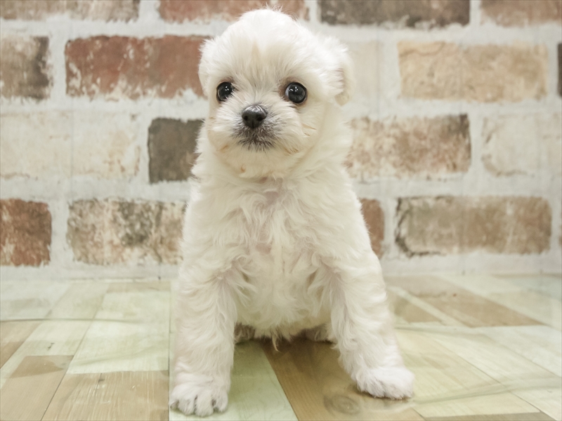 長崎県のチワペキ/ペキチー/ペキチワ(チワワ×ペキニーズ) (ワンラブイオンタウン長崎長与店/2025年10月28日生まれ/男の子/ホワイトクリーム)の子犬の3枚目の画像