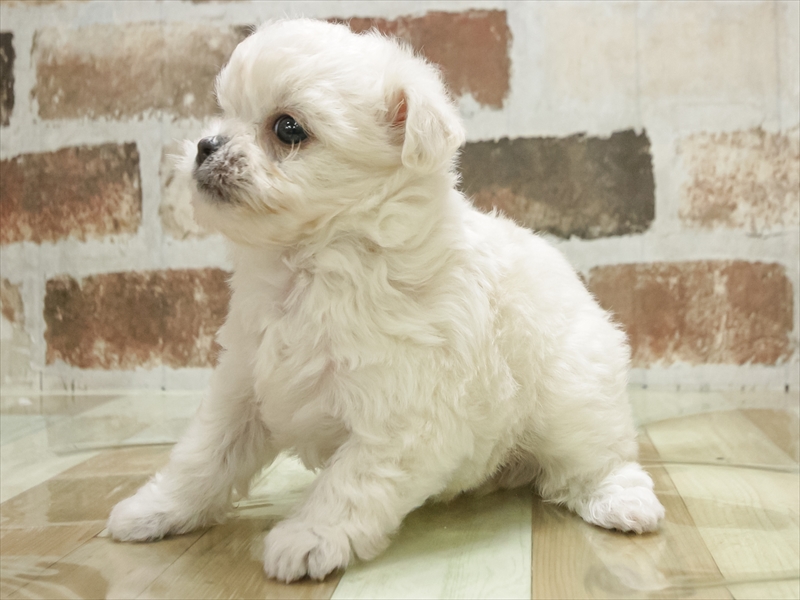 長崎県のチワペキ/ペキチー/ペキチワ(チワワ×ペキニーズ) (ワンラブイオンタウン長崎長与店/2025年10月28日生まれ/男の子/ホワイトクリーム)の子犬の2枚目の画像