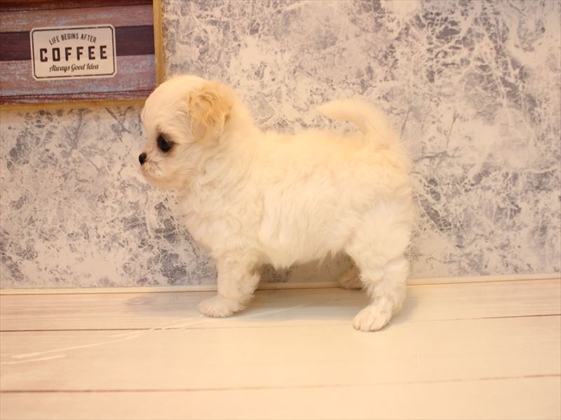 神奈川県のチワペキ/ペキチー/ペキチワ(チワワ×ペキニーズ) (ワンラブカインズ三浦店/2025年10月28日生まれ/男の子/ホワイトクリーム)の子犬の3枚目の画像