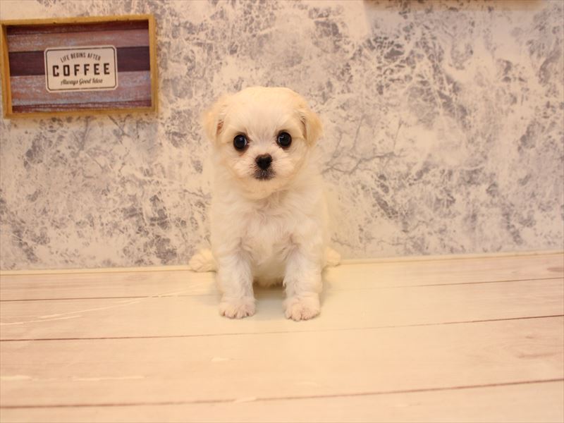 神奈川県のチワペキ/ペキチー/ペキチワ(チワワ×ペキニーズ) (ワンラブカインズ三浦店/2025年10月28日生まれ/男の子/ホワイトクリーム)の子犬の2枚目の画像