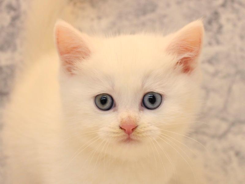 埼玉県のマンチカン (ワンラブ埼玉寄居店/2025年10月27日生まれ/男の子/ホワイト)の子猫の1枚目の画像