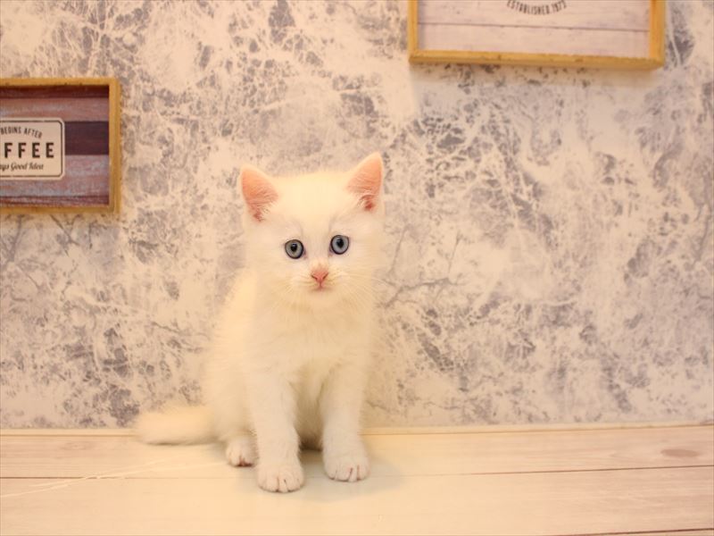 埼玉県のマンチカン (ワンラブ埼玉寄居店/2025年10月27日生まれ/男の子/ホワイト)の子猫の3枚目の画像