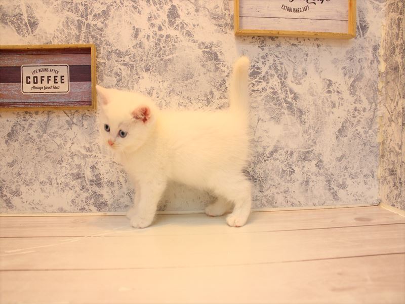 埼玉県のマンチカン (ワンラブ埼玉寄居店/2025年10月27日生まれ/男の子/ホワイト)の子猫の2枚目の画像