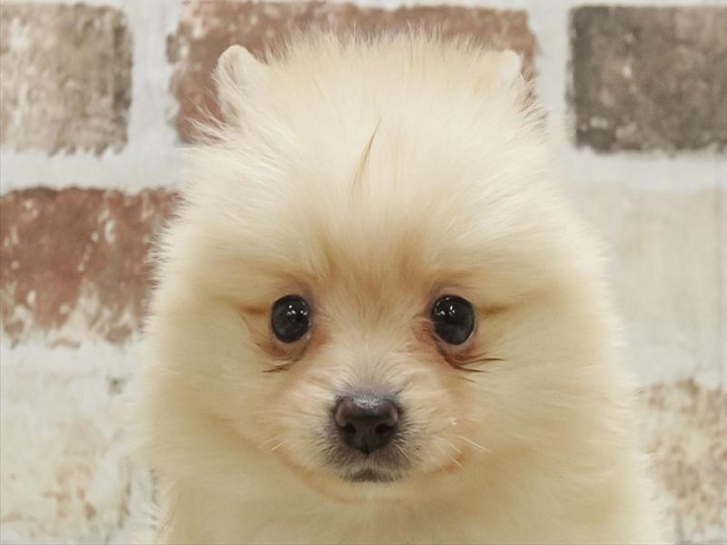 山梨県のポメラニアン (ワンラブイオンタウン山梨中央店/2025年10月26日生まれ/男の子/クリーム)の子犬の1枚目の画像