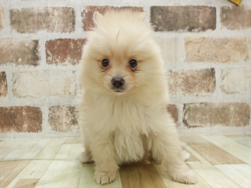 山梨県のポメラニアン (ワンラブイオンタウン山梨中央店/2025年10月26日生まれ/男の子/クリーム)の子犬の3枚目の画像