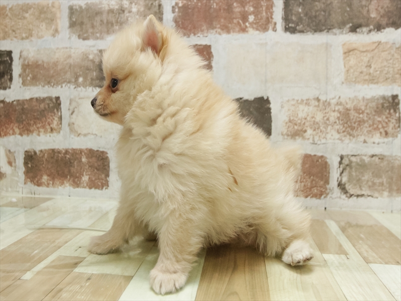 山梨県のポメラニアン (ワンラブイオンタウン山梨中央店/2025年10月26日生まれ/男の子/クリーム)の子犬の2枚目の画像