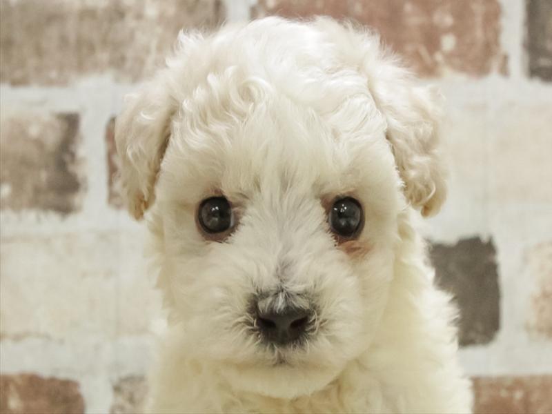 滋賀県のビションフリーゼ (ワンラブピエリ守山店/2025年10月28日生まれ/男の子/ホワイト)の子犬