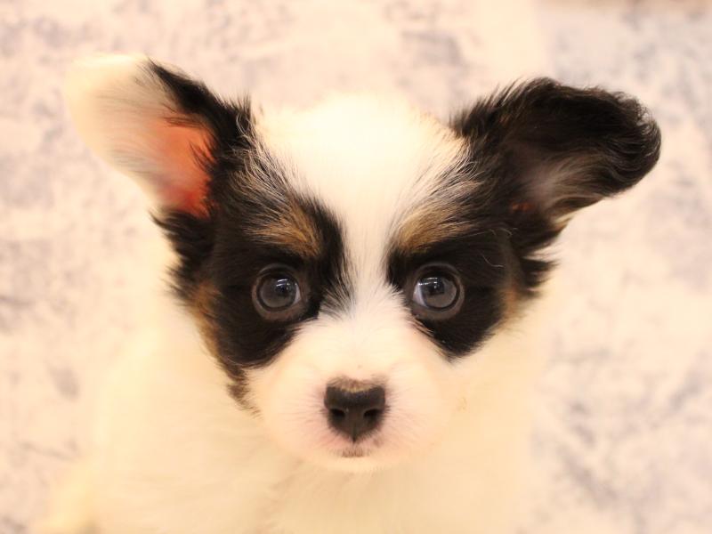 福岡県のパピヨン (ワンラブ福岡総本店/2025年10月28日生まれ/男の子/トライカラー)の子犬の1枚目の画像