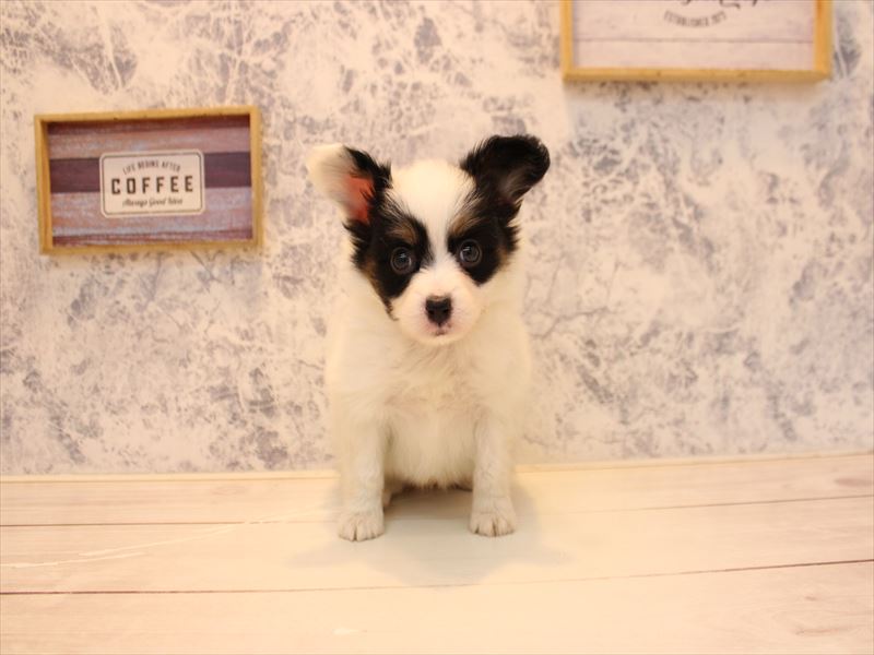 福岡県のパピヨン (ワンラブ福岡総本店/2025年10月28日生まれ/男の子/トライカラー)の子犬の3枚目の画像