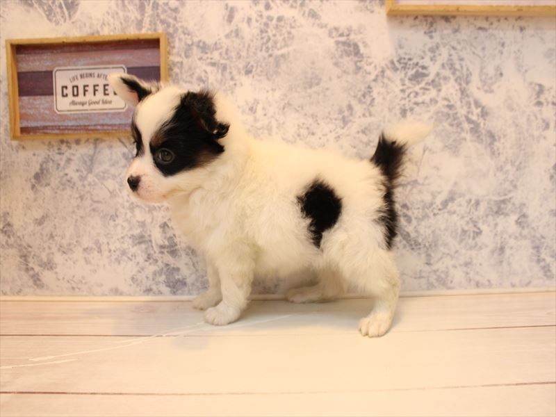 福岡県のパピヨン (ワンラブ福岡総本店/2025年10月28日生まれ/男の子/トライカラー)の子犬の2枚目の画像