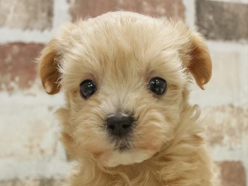 愛知県のマルプー(マルチーズ×プードル) (ワンラブ名古屋守山インター総本店/2025年10月27日生まれ/男の子/アプリコット)の子犬の1枚目の画像