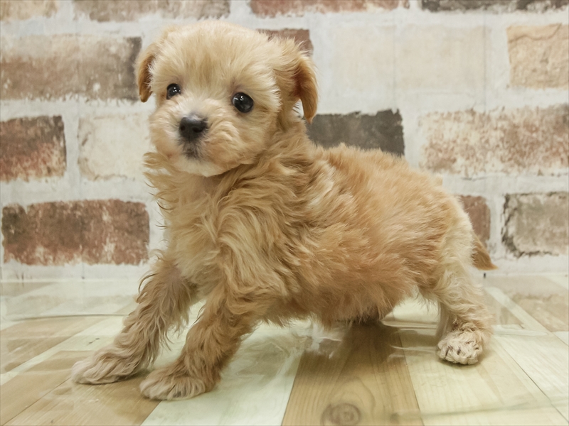 愛知県のマルプー(マルチーズ×プードル) (ワンラブ名古屋守山インター総本店/2025年10月27日生まれ/男の子/アプリコット)の子犬の2枚目の画像