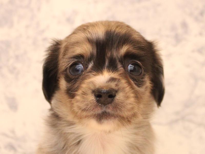 神奈川県のチワックス(チワワ×ダックス) (ワンラブCoaska Bayside横須賀店/2025年10月28日生まれ/女の子/シルバーダップル)の子犬