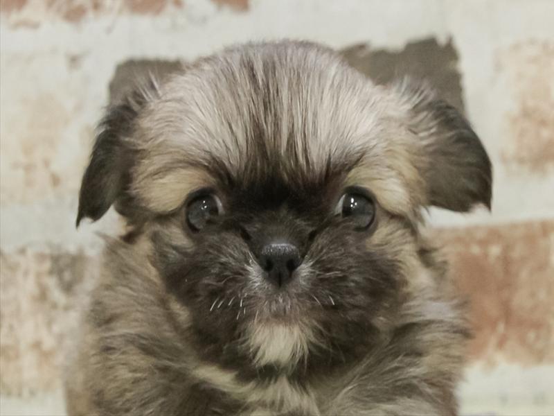 岡山県のチワペキ/ペキチー/ペキチワ(チワワ×ペキニーズ) (ワンラブアリオ倉敷店/2025年10月26日生まれ/女の子/フォーン)の子犬の1枚目の画像