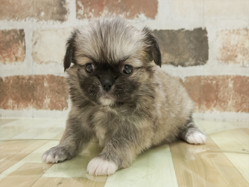 岡山県のチワペキ/ペキチー/ペキチワ(チワワ×ペキニーズ) (ワンラブアリオ倉敷店/2025年10月26日生まれ/女の子/フォーン)の子犬の2枚目の画像