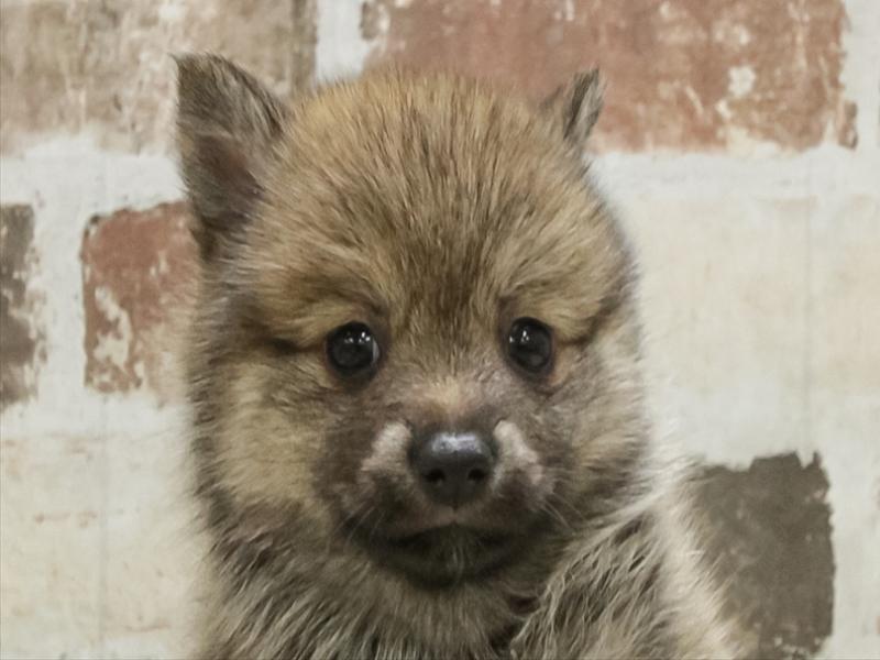 香川県の豆柴 (ワンラブゆめタウン三豊店/2025年10月28日生まれ/女の子/赤)の子犬の1枚目の画像
