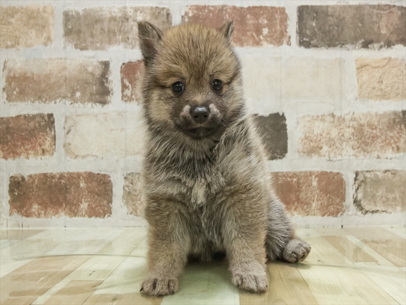 香川県の豆柴 (ワンラブゆめタウン三豊店/2025年10月28日生まれ/女の子/赤)の子犬の3枚目の画像