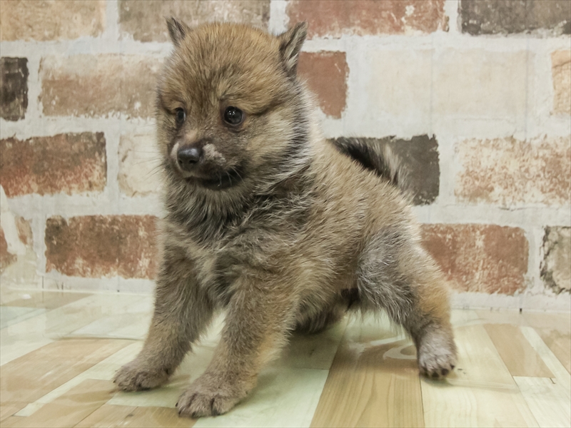 香川県の豆柴 (ワンラブゆめタウン三豊店/2025年10月28日生まれ/女の子/赤)の子犬の2枚目の画像