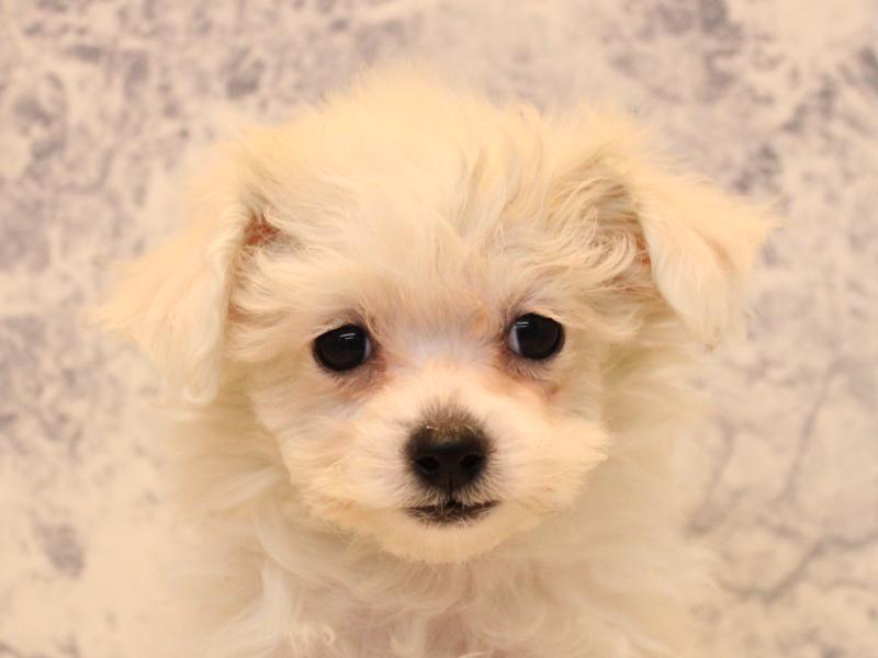 東京都のビションフリーゼ (ワンラブカインズ昭島店/2025年10月25日生まれ/女の子/ホワイト)の子犬