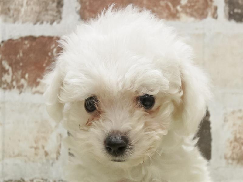 岐阜県のビションフリーゼ (ワンラブイオンモール土岐店/2025年10月25日生まれ/男の子/ホワイト)の子犬の1枚目の画像