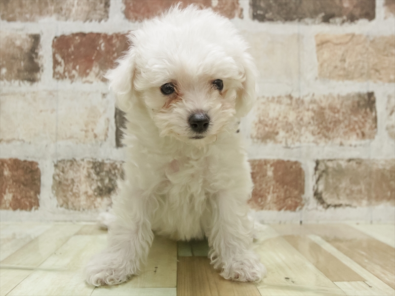 岐阜県のビションフリーゼ (ワンラブイオンモール土岐店/2025年10月25日生まれ/男の子/ホワイト)の子犬の3枚目の画像