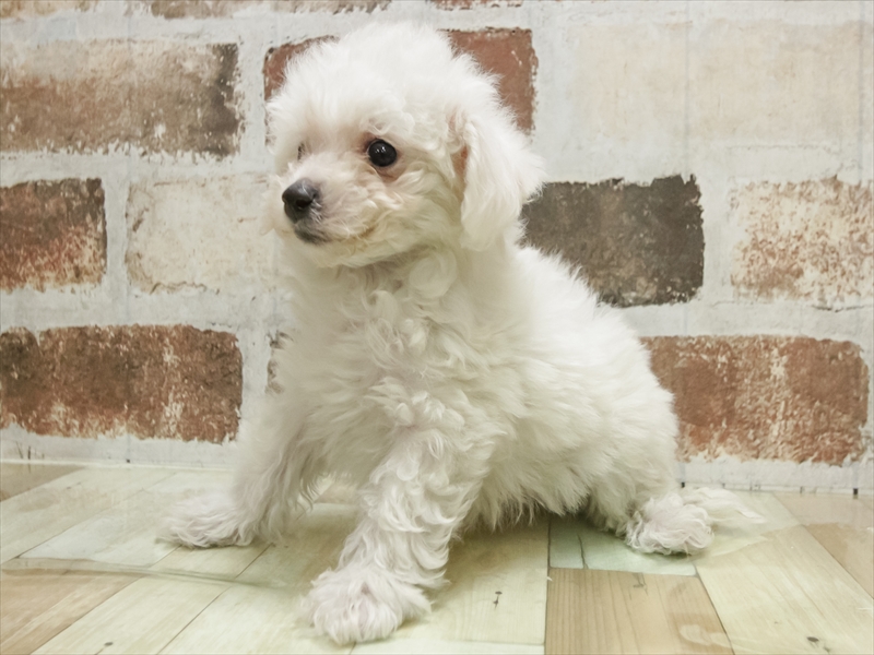 岐阜県のビションフリーゼ (ワンラブイオンモール土岐店/2025年10月25日生まれ/男の子/ホワイト)の子犬の2枚目の画像